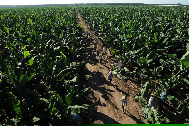 Hiện chuối l&agrave; sản phẩm chủ lực của Unifarm, cung ứng cho thị trường trong nước v&agrave; xuất khẩu sang Nhật, Trung Đ&ocirc;ng, Trung Quốc v&agrave; nhiều nhất l&agrave; H&agrave;n Quốc. Ảnh: NVCC.
