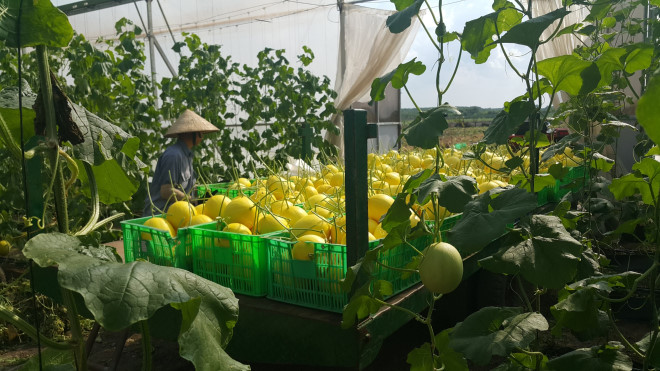 Dưa lưới l&agrave; sản phẩm th&agrave;nh c&ocirc;ng đầu ti&ecirc;n của Unifarm trước khi mạnh dạn thử nghiệm những loại tr&aacute;i c&acirc;y kh&aacute;c. Ảnh: NVCC.