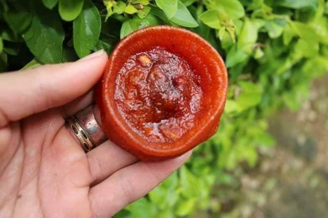 D&Atilde;&cent;n H&Atilde;&nbsp; N&aacute;&raquo;™i s&aacute;&raquo;‘t h&aacute;&raquo;“ng s&aacute;&ordm;&yen;y d&aacute;&ordm;&raquo;o: H&Atilde;&nbsp;ng T&Atilde;&nbsp;u tr&Atilde;&nbsp;n v&aacute;&raquo;, l&aacute;&ordm;&iexcl;i &Auml;ƒn th&Atilde;&ordf;m 1 c&Atilde;&ordm; l&aacute;&raquo;&laquo;a