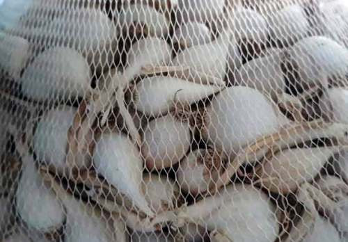 Tỏi cô đơn Lý Sơn được đóng gói. Ảnh: Thạch Thảo.