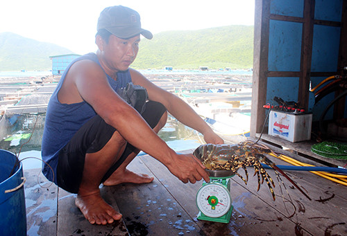 T&ocirc;m h&ugrave;m nu&ocirc;i tr&ecirc;n vịnh V&acirc;n Phong (Kh&aacute;nh H&ograve;a) chết, người d&acirc;n phải b&aacute;n th&aacute;o, mong gỡ vốn. Ảnh: An Phước
