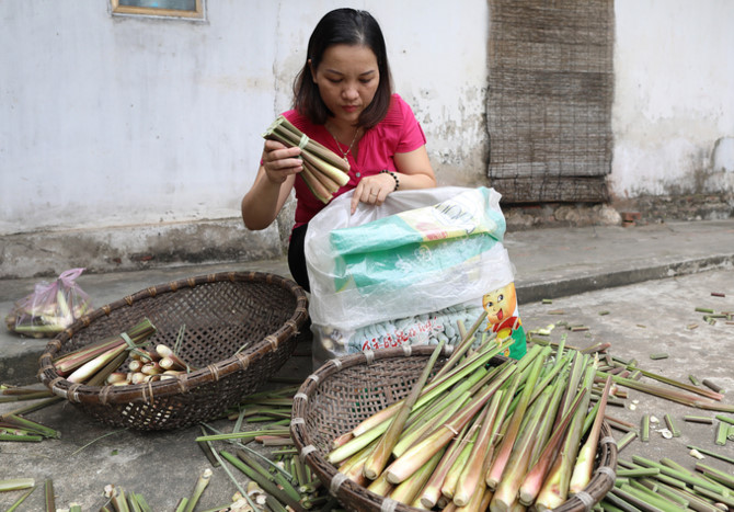 Người d&acirc;n ng&acirc;m m&igrave;nh trong nước khai th&aacute;c củ niễng