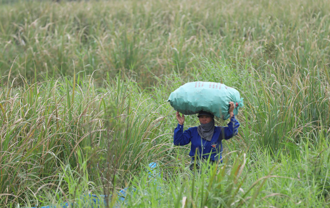Người d&acirc;n ng&acirc;m m&igrave;nh trong nước khai th&aacute;c củ niễng