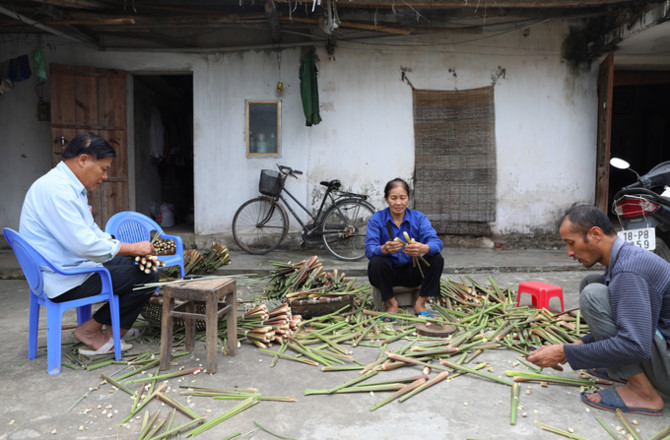 Người d&acirc;n ng&acirc;m m&igrave;nh trong nước khai th&aacute;c củ niễng