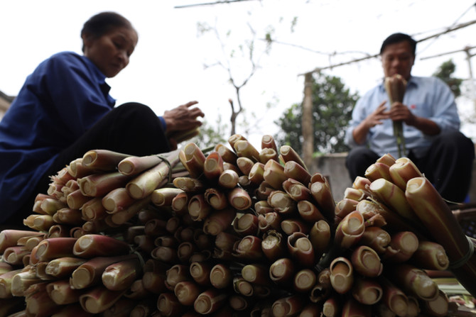 Người d&acirc;n ng&acirc;m m&igrave;nh trong nước khai th&aacute;c củ niễng