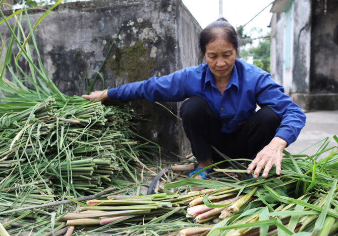 Người d&acirc;n ng&acirc;m m&igrave;nh trong nước khai th&aacute;c củ niễng