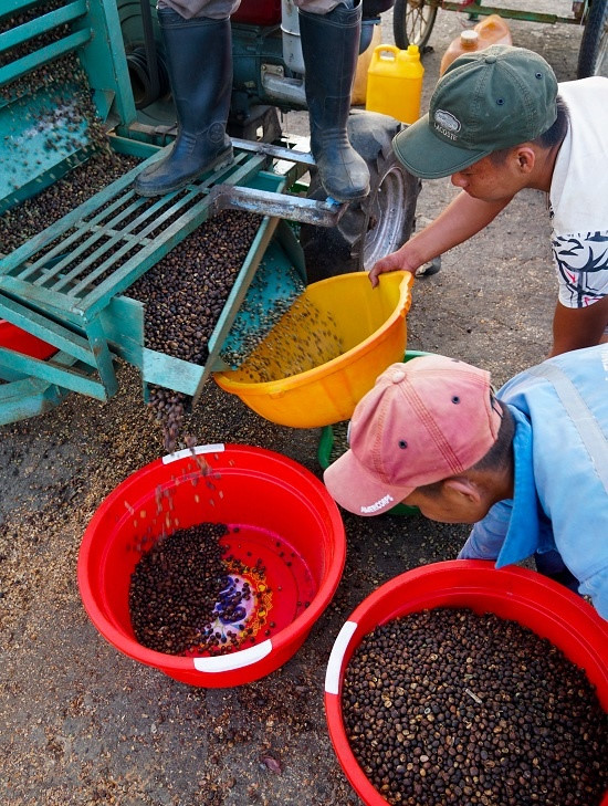 Dựng ch&ograve;i phơi c&agrave; ph&ecirc; tr&ecirc;n s&acirc;n bay bỏ hoang ở Kon Tum