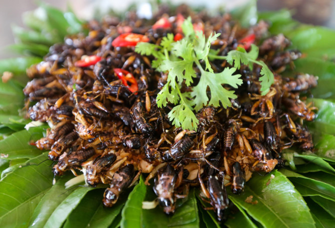 Nuôi dế chọi thu hàng chục triệu đồng mỗi tháng ở Sài Gòn