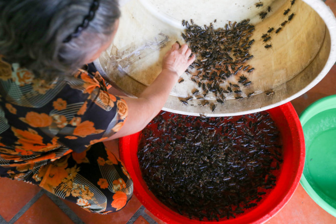 Nuôi dế chọi thu hàng chục triệu đồng mỗi tháng ở Sài Gòn