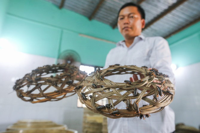 Nuôi dế chọi thu hàng chục triệu đồng mỗi tháng ở Sài Gòn