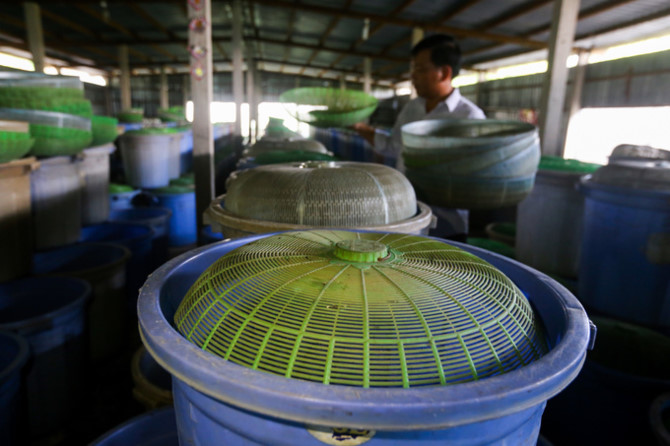 Nuôi dế chọi thu hàng chục triệu đồng mỗi tháng ở Sài Gòn