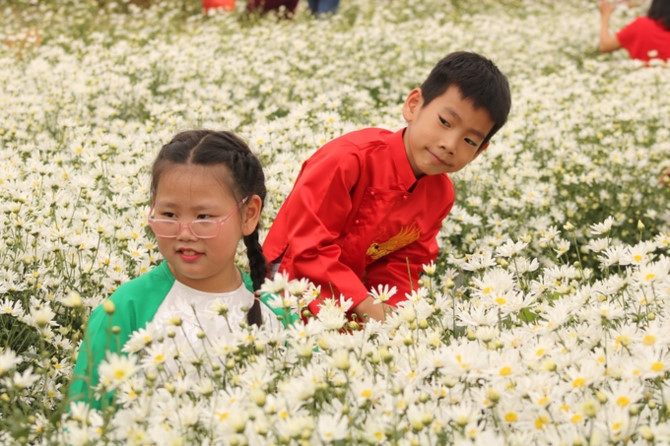 Hộ d&acirc;n ở Hải Dương kiếm tiền triệu mỗi ng&agrave;y nhờ vườn c&uacute;c hoạ mi