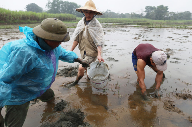 Nông dân lội bùn bắt lươn trong giá lạnh