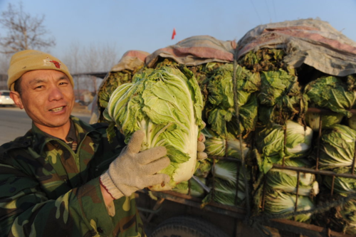 Nông dân Ä‘ang chuẩn bị bán bắp cải ở Thanh Äảo, SÆ¡n Äông, Trung Quốc. Ảnh: AFP
