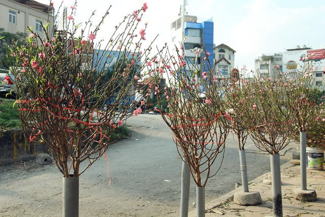 Đ&agrave;o bất ngờ bung nở sớm b&aacute;n đầy chợ H&agrave; Nội, gi&aacute; 150 ngh&igrave;n đồng/c&agrave;nh