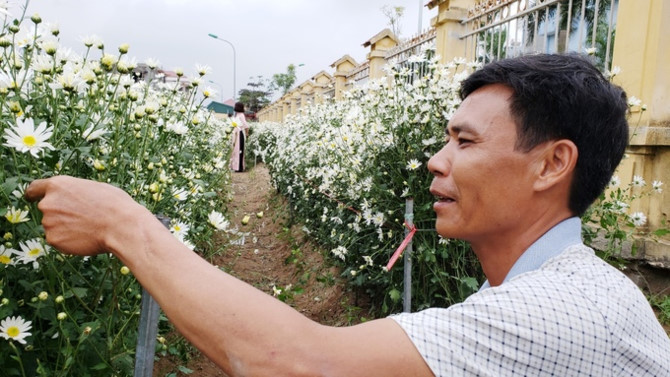Hộ d&acirc;n ở Hải Dương kiếm tiền triệu mỗi ng&agrave;y nhờ vườn c&uacute;c hoạ mi