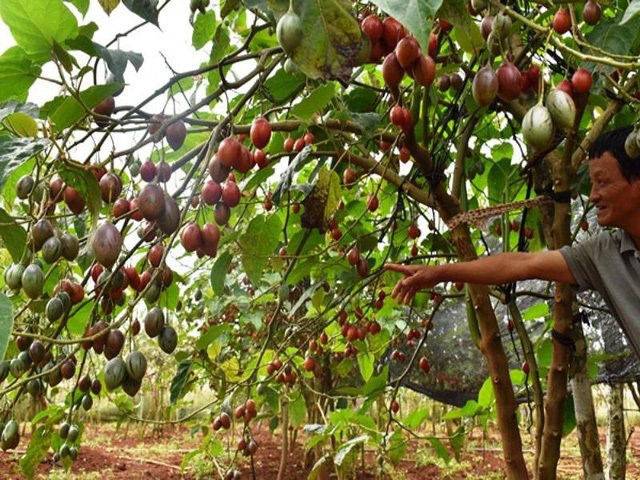 Ham quả lạ 1 triệu đồng/kg, ăn phải 