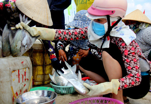 Cá được thương lái mua tại bãi biển để xuất đi Trung Quốc, Hà n Quốc. Ảnh: Nguyễn Khoa.