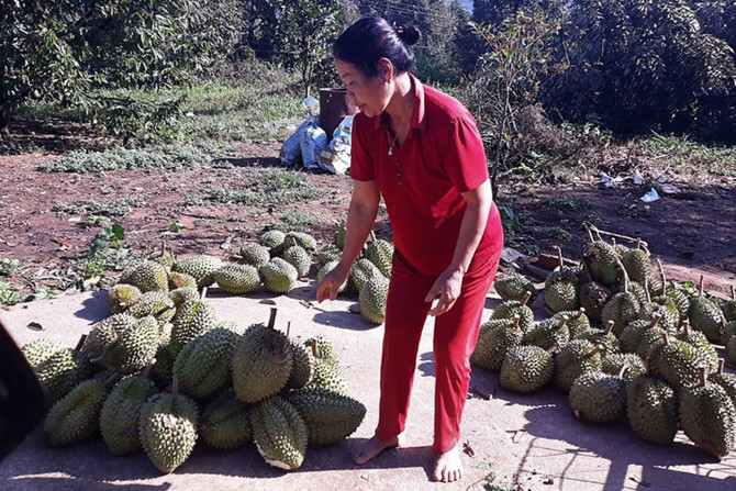 Ngưá»i dân Hà Lâm thu gop sầu riêng bị lốc xoáy tuốt rụng