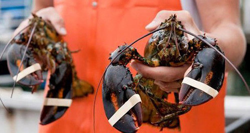 Tôm hùm Mỹ bay ná»a vòng trái đất vá» Việt Nam được bán rẻ như gà , vịt