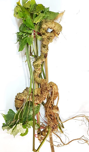 Củ sâm dài 70cm.