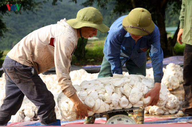 nguoi dan gop dat trong cao su 10 nam van chua co thu nhap hinh 2
