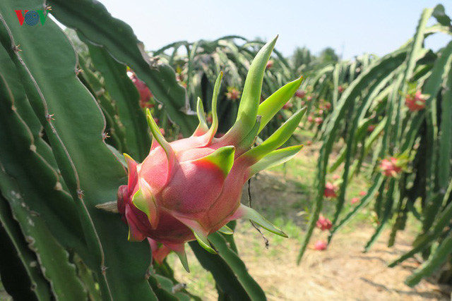 Giá thanh long Bình Thuáºn nhÃch lên sau khi cá»a khẩu thông quan - Ảnh 2.