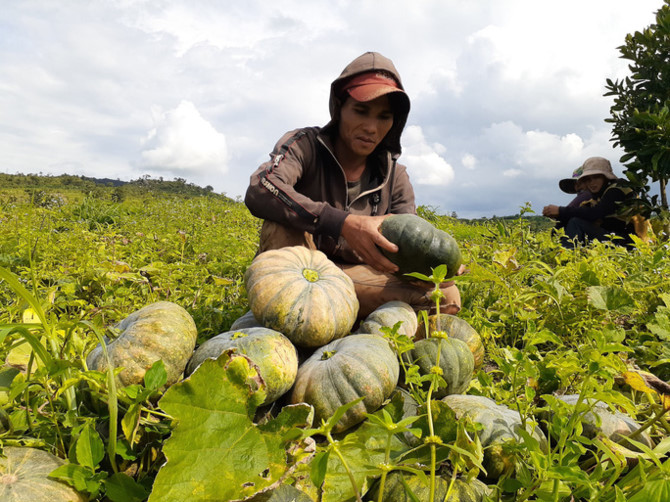 B&Atilde;&shy; &Auml;‘&aacute;&raquo; m&aacute;&ordm;&yen;t m&Atilde;&sup1;a, r&aacute;&raquo;›t gi&Atilde;&iexcl; th&aacute;&ordm;&pound;m h&aacute;&ordm;&iexcl;i ch&AElig;&deg;a t&aacute;&raquo;›i 3.500 &Auml;‘&aacute;&raquo;“ng/kg - &aacute;&ordm;&cent;nh 1.