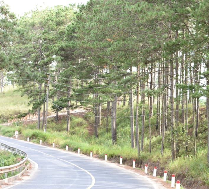 9X chung minh lang thang mot minh o Da Lat khong nham chan hinh anh 11
