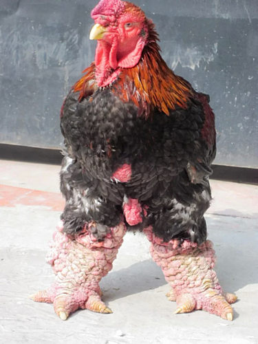 G&agrave; Đ&ocirc;ng Tảo thuần chủng c&oacute; trọng lượng l&ecirc;n tới 7kg. Ảnh: Hồng Ch&acirc;u.