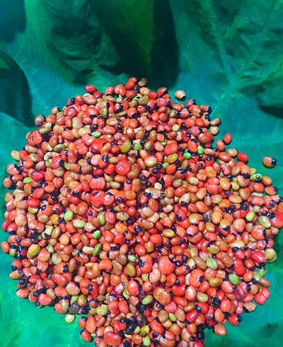 Hạt s&acirc;m Ngọc Linh&nbsp;sau khi thu hoạch.&nbsp;
