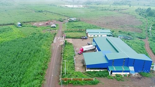 Nh&agrave; m&aacute;y sản xuất đường hữu cơ của Hoa Nắng tại Sekong, L&agrave;o.