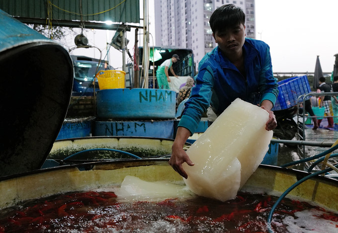 Chợ đầu mối xuy&ecirc;n đ&ecirc;m b&aacute;n c&aacute; ch&eacute;p đỏ