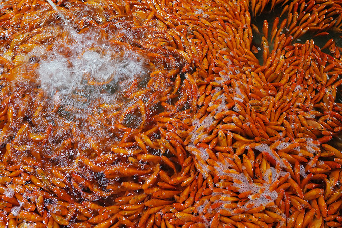 Chợ đầu mối xuy&ecirc;n đ&ecirc;m b&aacute;n c&aacute; ch&eacute;p đỏ