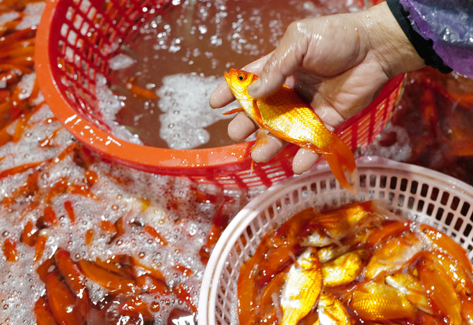 Chợ đầu mối xuy&ecirc;n đ&ecirc;m b&aacute;n c&aacute; ch&eacute;p đỏ