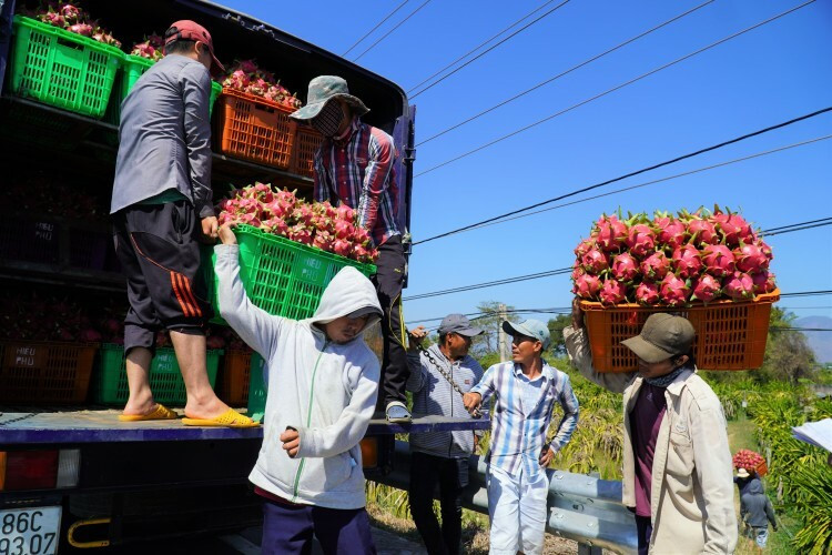 Xe chở thanh long mua tại vườn ở xã Hàm Hiệp, huyện Hàm Thuận Bắc. Ảnh: Việt Quốc