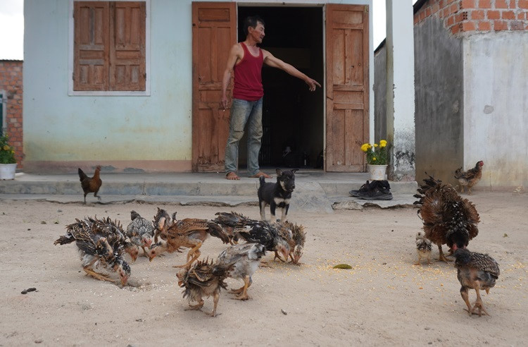 Đ&agrave;n g&agrave; l&ocirc;ng ngược của gia đ&igrave;nh &ocirc;ng H&ugrave;ng. Ảnh: Trần H&oacute;a.