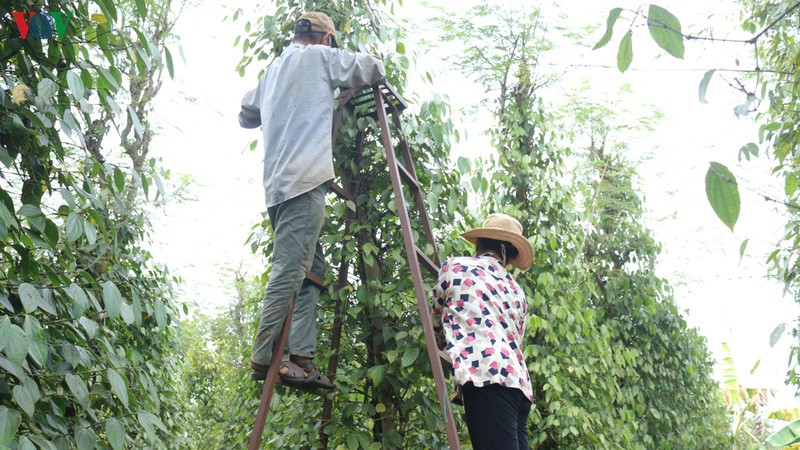 nguoi trong tieu binh phuoc lao dao vi mat mua, rot gia hinh 2