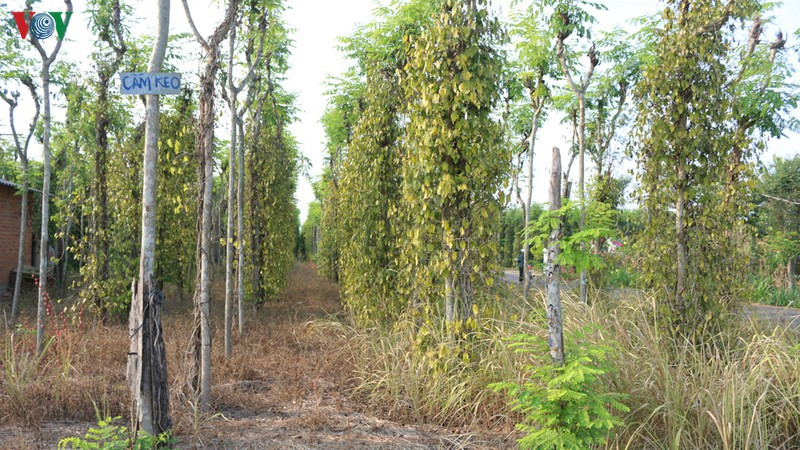 nguoi trong tieu binh phuoc lao dao vi mat mua, rot gia hinh 3