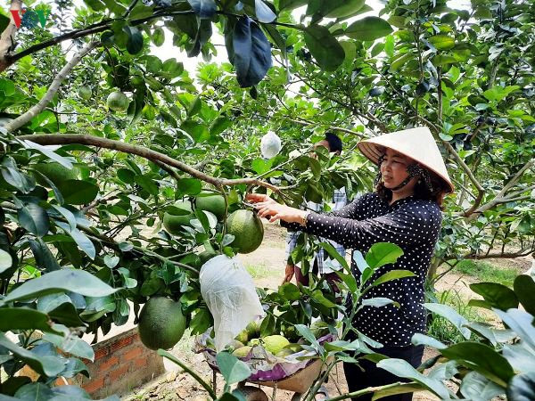 buoi da xanh rot gia sau, nguoi trong thiet hai hang ty dong hinh 2