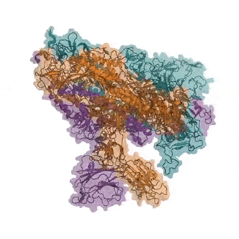 Co may manh nhat the gioi dang doi dau virus corona hinh anh 3 FaH_spike.gif