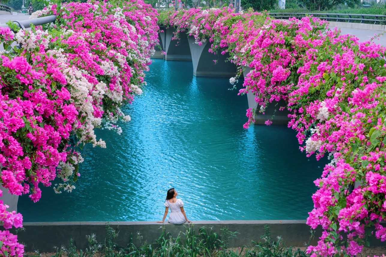 Cây cầu hoa giấy “cực phẩm” ở Ecopark, check-in “sương sương” cũng đủ gây bão mạng