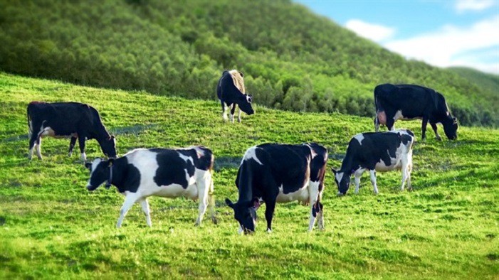 Biễn lãi gộp cải thiện đáng kể, GTNfoods (GTN) báo lãi quý II gấp đôi cùng kỳ
