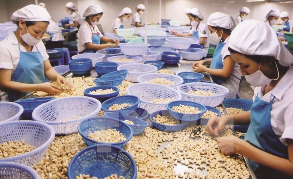Xuất khẩu điều sẽ tăng cả lượng và giá trong quý IV