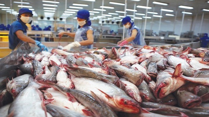 Hụt thu từ cá tra, doanh thu xuất khẩu tháng 8 của Vĩnh Hoàn giảm 5% so với cùng kỳ