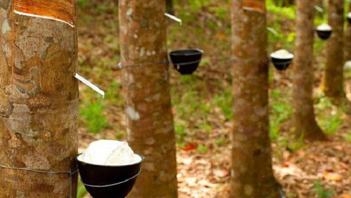 Cao su Thống Nhất (TNC) ước lãi quý III giảm 94% do không còn khoản cổ tức được chia