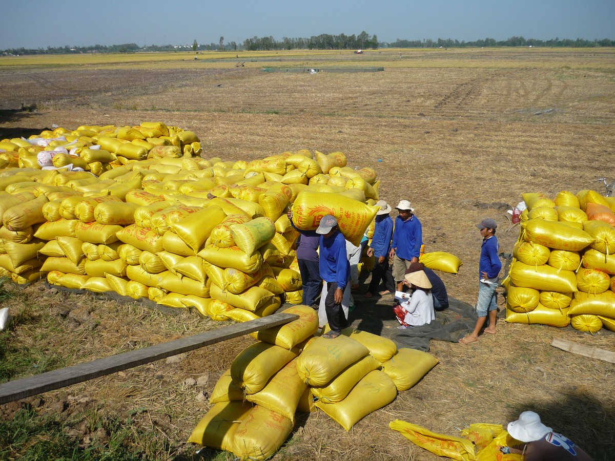 Nhu cầu cao, nguồn cung hạn hẹp đang đẩy giá gạo tăng mạnh