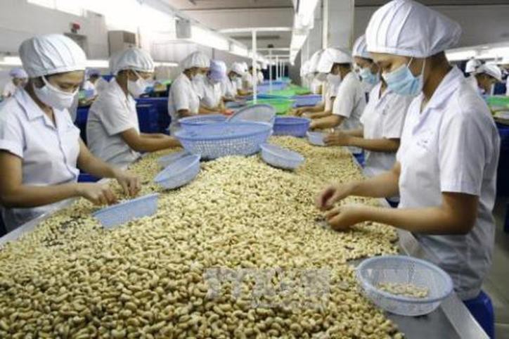 VINACAS: Sẽ kiến nghị hạn chế nhập khẩu nhân điều vỏ lụa và nhân trắng