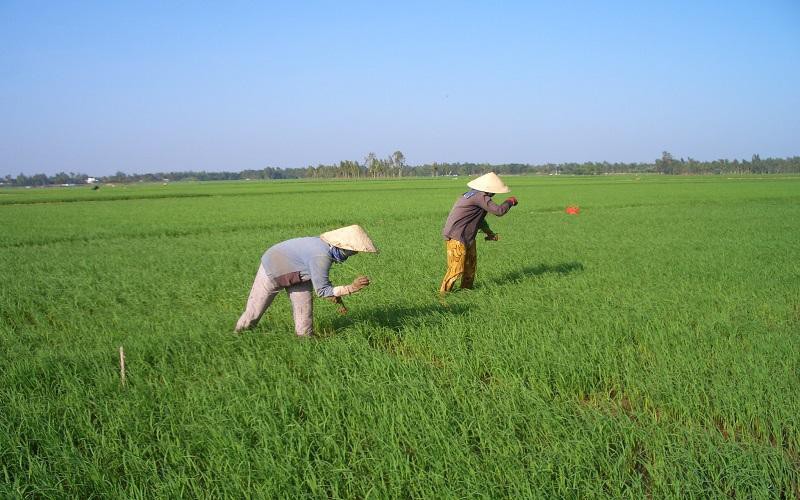 Sản xuất không đồng bộ dẫn đến thắt cổ chai khâu sơ chế- ảnh: Nguyễn Huyền
