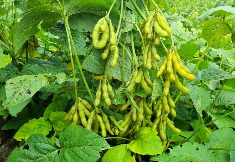 Một nguồn gen đậu nành trồng khảo nghiệm tại Trạm Khảo nghiệm đậu nành Tây Nguyên